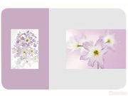 CovorasdemasaMr-1951