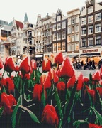 LaleledinAmsterdamCombo(setpicturapenumere+mozaiccudiamante)