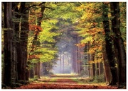 ПазлEduca1000FallWalkway