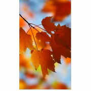 TR20-OCTOBERBALANCETURBOTornadoColonapegas