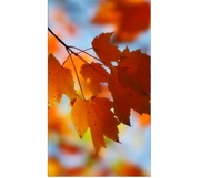 ГазоваяколонкаTornadoTR-20TurboOctober