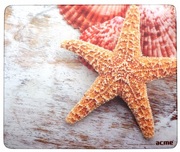 CovorasAcmeSeashells,brown